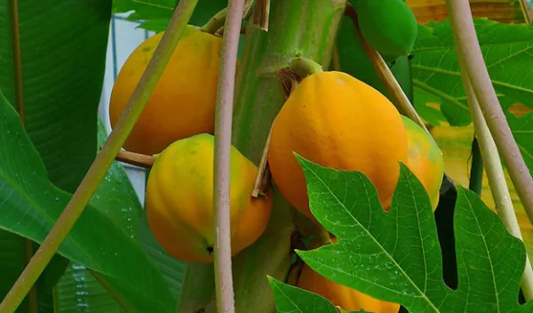 Papaya fruits