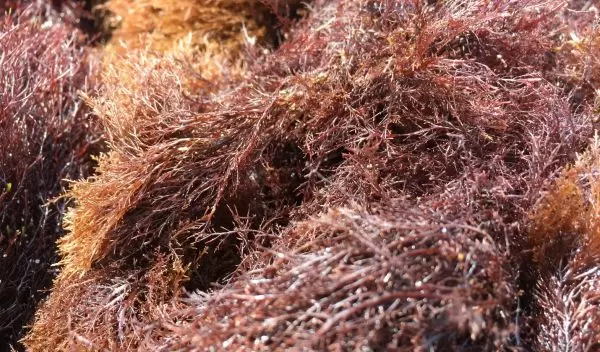 Red seaweed