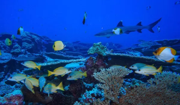 The seamount study area is part of the PapahÄnaumokuÄkea Marine National Monument.