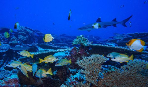 The seamount study area is part of the PapahÄnaumokuÄkea Marine National Monument.