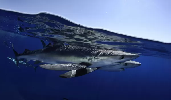 Blue sharks