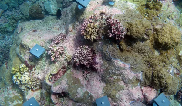 Corals settled on a reef