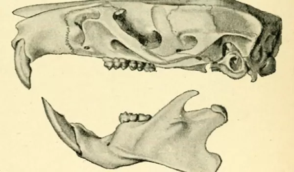 Engineers use bioprinting during bone reconstruction surgery to heal and strengthen skull defects.