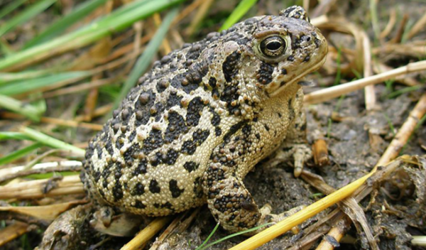 frog