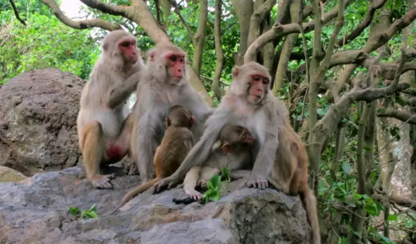 A grooming chain of adult female rhesus macaques on an island off the coast of Puerto Rico.
