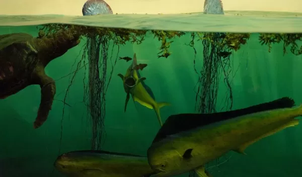 Marine biodiversity could plummet to levels not seen since the extinction of the dinosaurs.