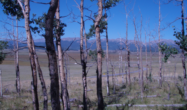 U.S. forests could be much less healthy by the end of the century.