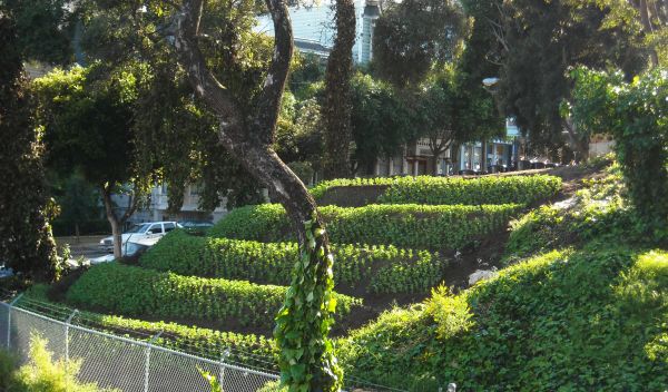 An urban garden