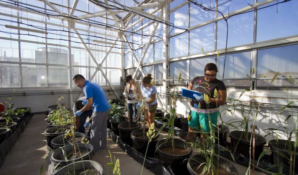 Researchers study plants in a greenhouse.