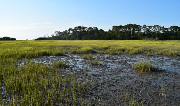 Ribbed mussels support salt marsh grasses during a 2016 drought at Sapelo Island, Georgia.