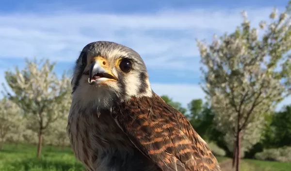 A perching American kestrel.