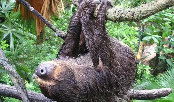 The diets of two-toed and three-toed arboreal sloths consist mostly of tree leaves.