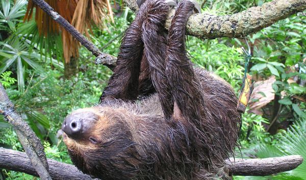 The diets of two-toed and three-toed arboreal sloths consist mostly of tree leaves.