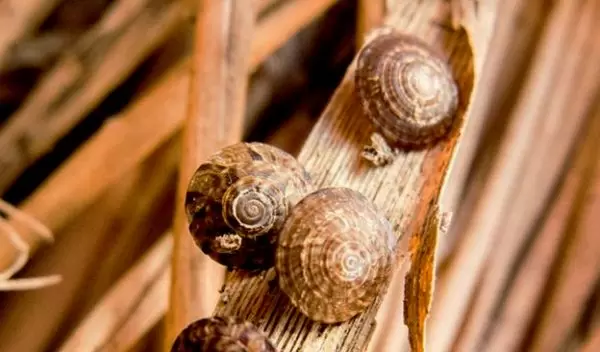 Native Hawaiian land snails <em>Endodonta christenseni</em>