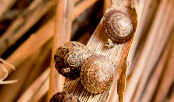 Native Hawaiian land snails Endodonta christenseni