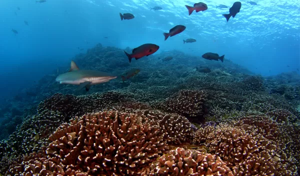 Microbes surrounding coral reefs change in sync by day and by night, scientists have found.