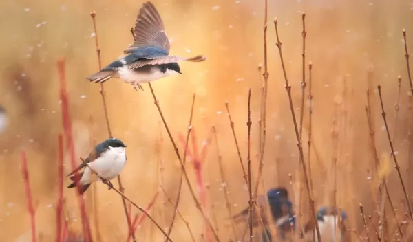 Tree swallows