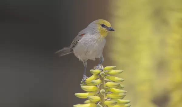Most desert birds, like this verdin, have declined in the Phoenix, Arizona, region.