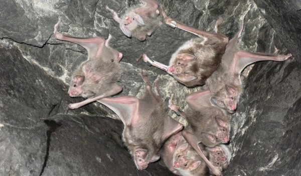 A colony of vampire bats. Scientists are discovering new links between vampire bats and rabies.