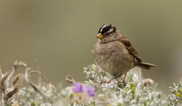 white-crowned sparrow on branch