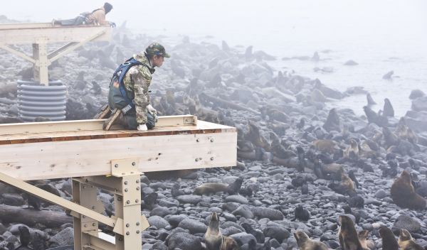 A University Success student working with seals on St. Paul Island in the Bering Sea.