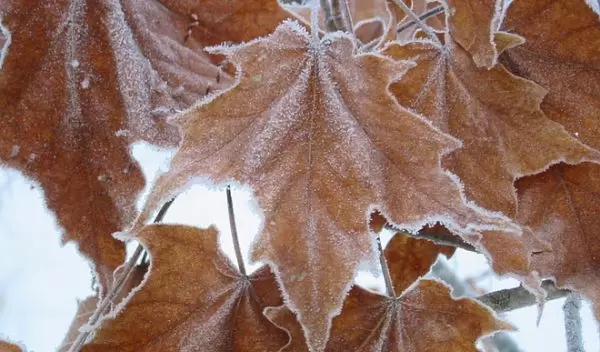 dead maple leaves on the forest floor.