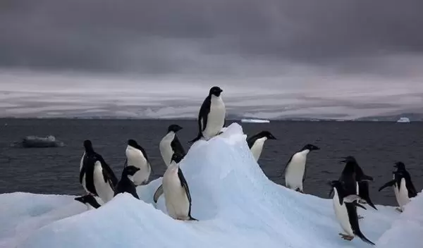 penguins
