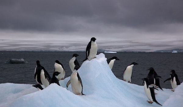 penguins