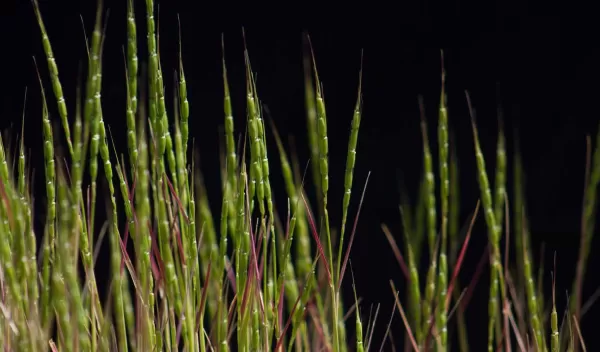 Aegilops tauschii, a wild goatgrass.