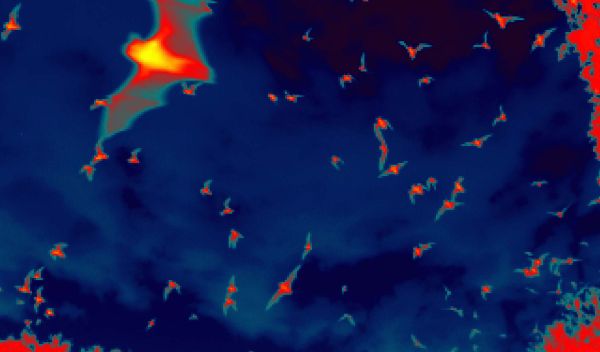 Thermal infrared image of Brazilian free-tailed bats in Texas.