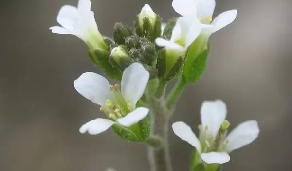 A new study identifies genes that enable plants to grow with less fertilizer.