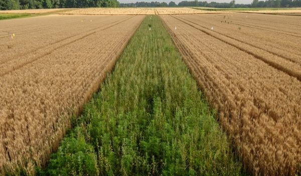 a prairie strip growing in wheat