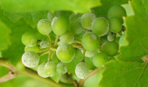 grapes and leaves
