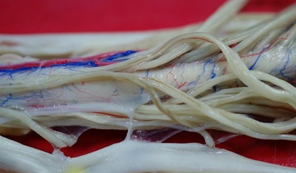 spinal cord