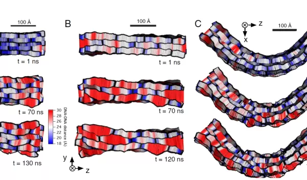 two stages in the temporal evolution of synthetic DNA nanostructures  imaged through Stampede