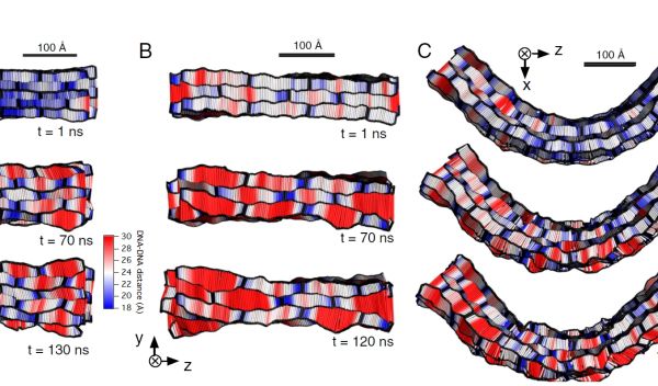 two stages in the temporal evolution of synthetic DNA nanostructures imaged through Stampede