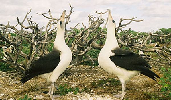 Photo of 2 albatrosses