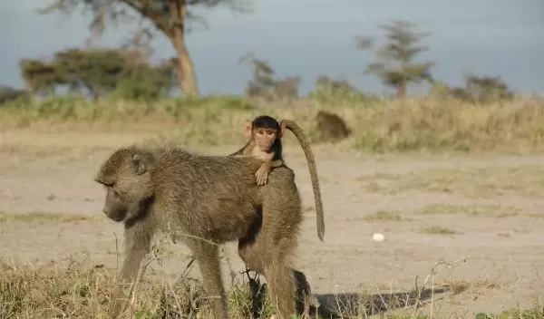 A four-month-old infant baboon rides on its mother's back in Amboseli, Kenya.