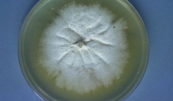 Culture of white fungus