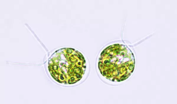 alga under a microscope