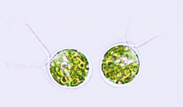 alga under a microscope