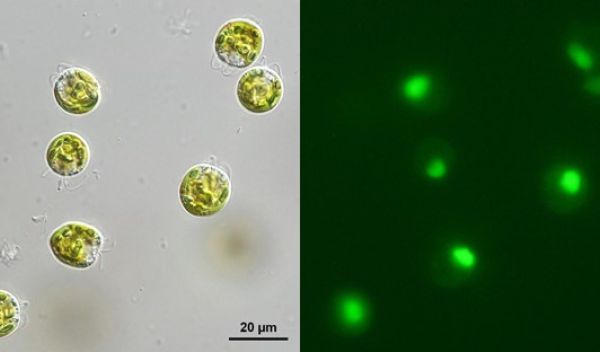 brightfield image of Pyramimonas parkeae (left) and a green fluorescence image