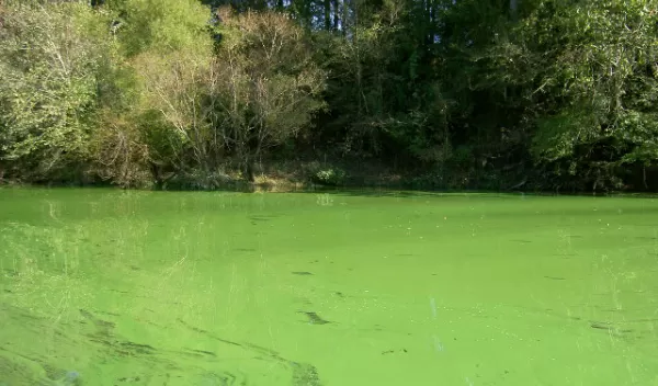 A toxic algae bloom covering North Carolina's Cape Fear River.