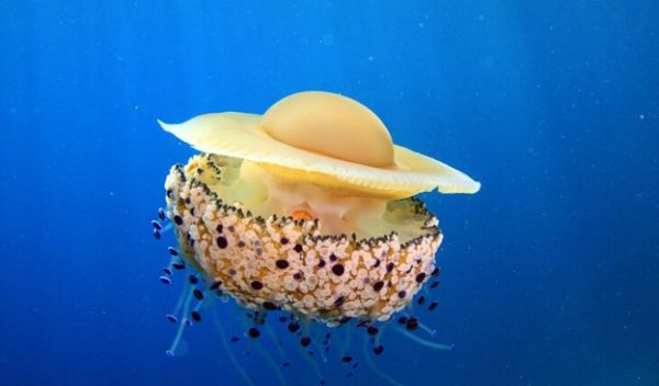 The jellyfish Cotylorhiza tuberculataâ¯hosts the symbiotic algae Philozoon medusarum.