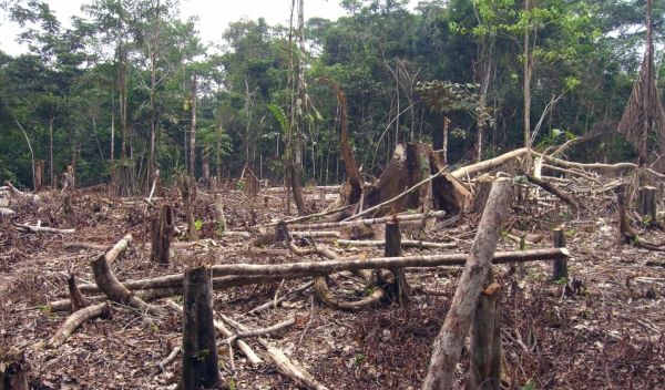 slash and burn agriculture in the Amazon