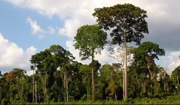 The Amazon rainforest