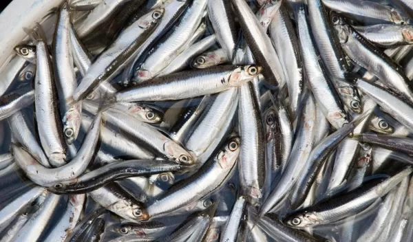 anchovy