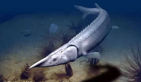 prehistoric fish Tanyrhinichthys mcallisteri