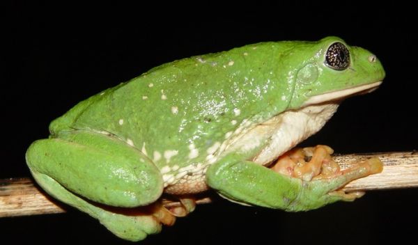 Mexican leaf frog