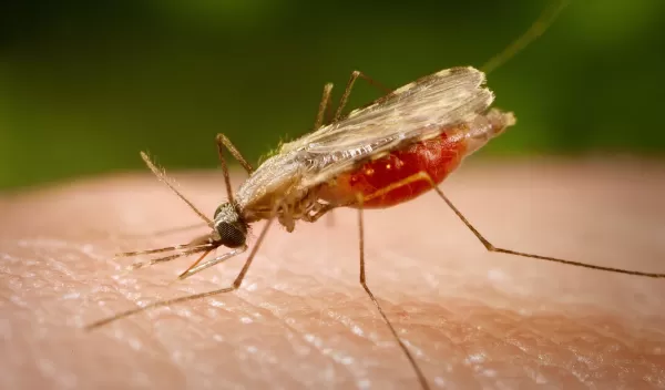 A female anopheles mosquito